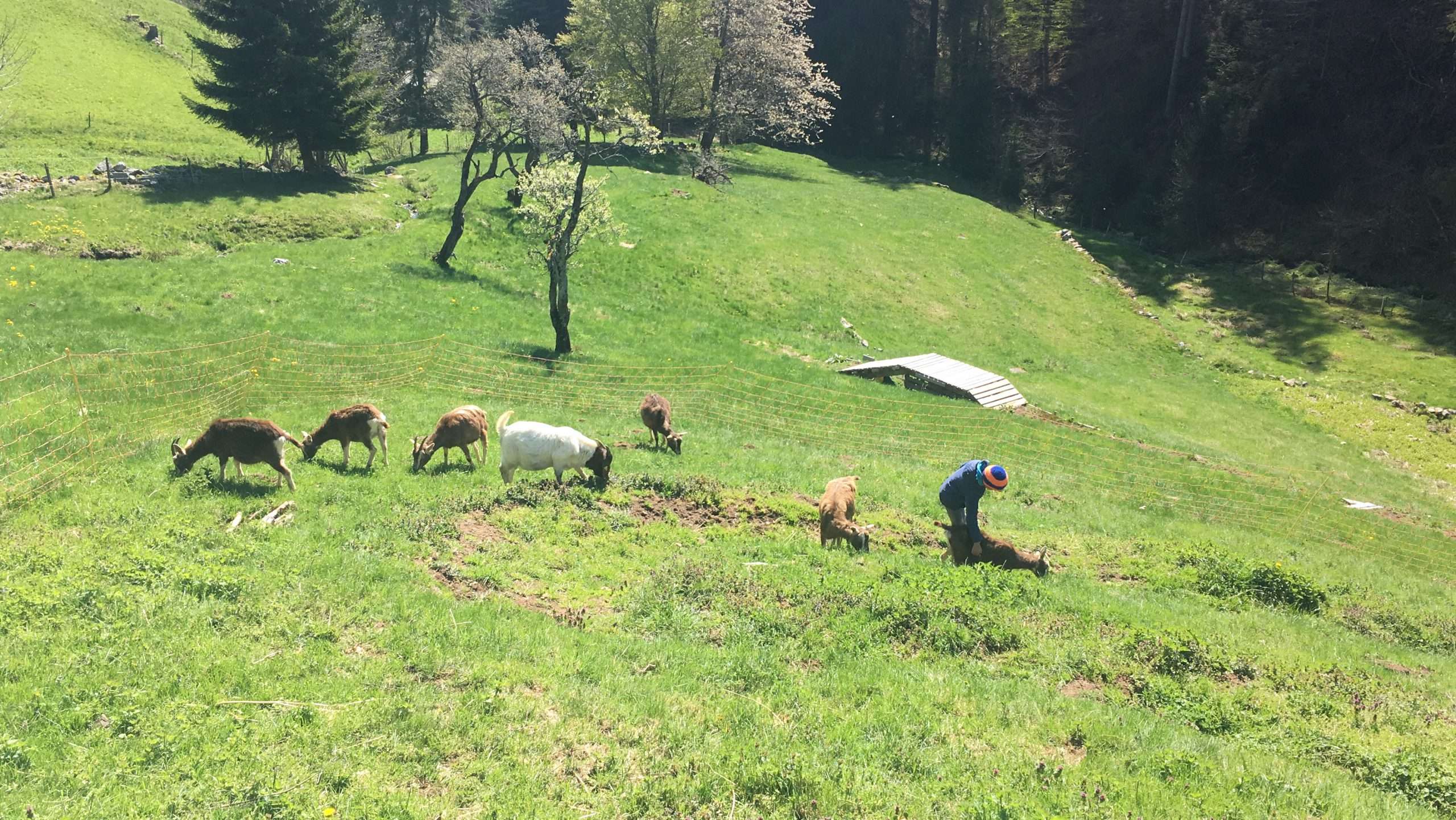 Unsere Ziegenfamilie