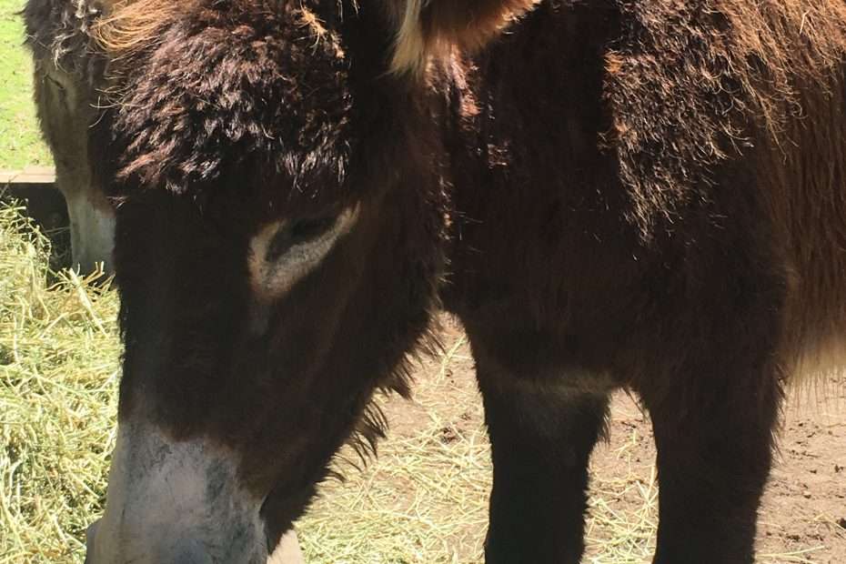 Tiere um den Hof